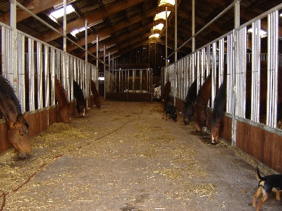 stables